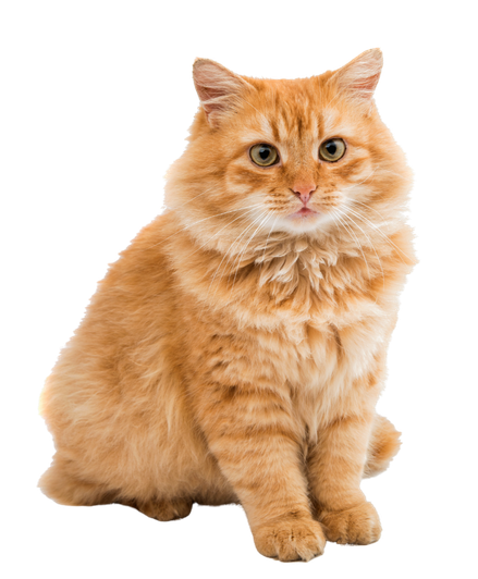 Cute Kitten